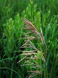 Indian Grass Seedhead