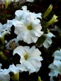 White Petunias