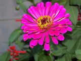 Pink Zinnea