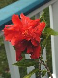 Hibiscus