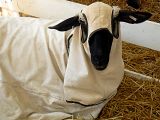 Sheep in a Blanket