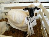 Sheep from da Hood