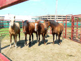 Rodeo Horses in the Morning