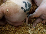 Pork Butt