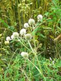 Rattlesnake Master