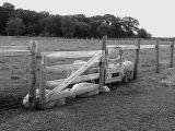 Sheep at the Gate