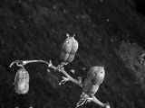 Peanut Tree Fruits