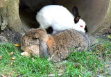 Lop Ears