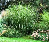 Zebra Grass in Mid September