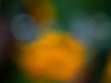 Anti Focus: Abstract in Apricot