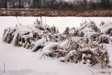 Snowy Thicket