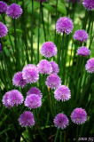 Chive Blossoms