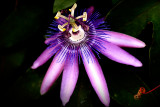 PassionFlower_7772