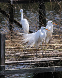 A-Egrets--2403.jpg