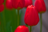 Tulips2Web.jpg