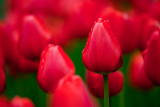 Tulips3Web.jpg