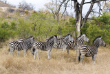 krueger national park, south africa