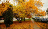 yellow autumnal vortex