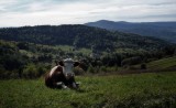 good cow`s pov