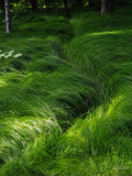 swinging path in the grass