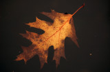 Autumnleaf