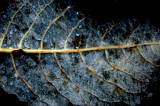 Frozen leaf