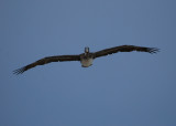 Brown Pelican_pez maya_in flight at me_4.JPG