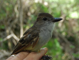 Brown-crested Flycatcher_SJA.JPG