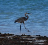 Great Blue Heron_beach_Punta Allen_1.JPG