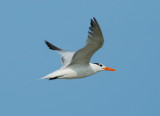 Royal Tern_1.jpg