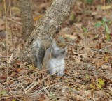 Gray Squirrel_Cape May_1_SS.jpg