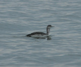 Red-throated Loon_Cape May_1_SS.jpg