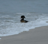 Wood Duck_Cape May_1_SS.jpg