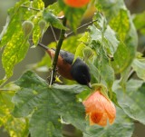 Cinnamon-bellied Flowerpiercer_male_Moxviquil