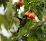 Magnificant Hummingbird_1_Moxviquil