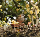 Rufous-collared Sparrow_1_Moxviquil