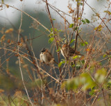 Rufous-collared Sparrow_1_San Cristobal area