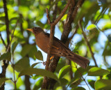 Rufous-collared Thrush_female_Moxviquil
