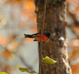 Slate-throated Redstart_Moxquivil