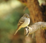 Traills Flycatcher_1_Moxviquil