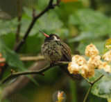 White-eared Hummingbird_male_1_Moxquivil