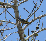 Yellow-winged Tanager_El Sumidero