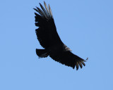 Black Vulture_4_El Sumidero