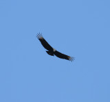 Black Vulture_9_El Sumidero