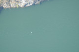 Great Egret_El Sumidero