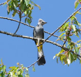 Grey Silky Flycatcher_Moxviquil_1