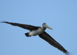 Brown Pelican_2_Percy Priest 13 April 09.jpg