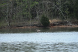 Brown Pelican_3_Percy Priest 13 April 09.jpg