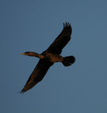 Double-crested Cormorant flyby