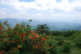 Flaming azaleas, Round Bald at Carvers Gap